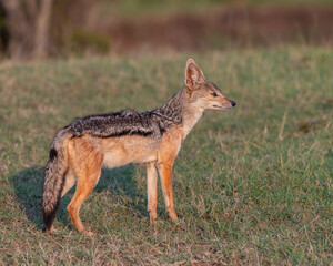 Black-backed Jackal, Masai Mara, Kenya