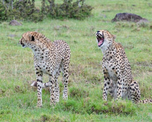 A pair of Cheetahs, Masai Mara, Kenya