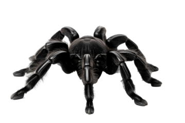 Brazilian black tarantula Grammostola pulchra 