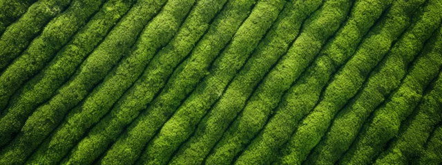 Tuinposter Tea field green plantation agriculture background top leaf farm landscape pattern drone.  Organic field mountain green plant tea table view wooden product aerial display farmer wood fresh harvest land © Максим Зайков