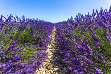 Foto op Plexiglas Champ de lavande en Provence  © Unclesam