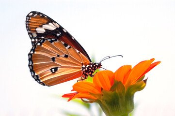 butterfly on flower