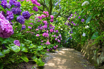 静岡県下田市　下田公園あじさい祭り