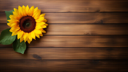 Sunflower (Helianthus) on Wood Background with Copy Space