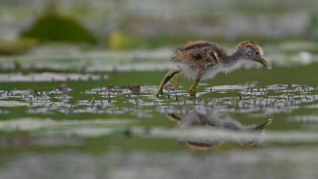 Chicks of Pheasant tailed jacana - Closeup in Morning on Floating leaf of Water lily