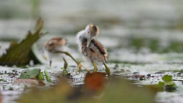 Chicks of Pheasant tailed jacana - Close up in Morning on Floating leaf of Water lily