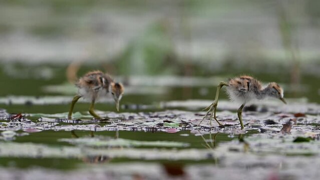 Chicks of Pheasant tailed jacana - Close up in Morning on Floating leaf of Water lily