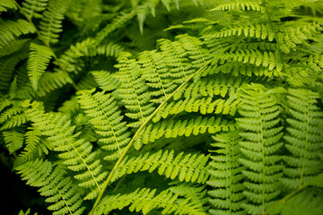 Fototapeta na wymiar A view of fern leaves in the forest.