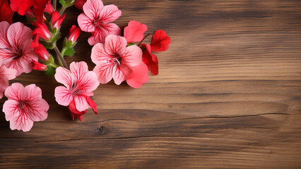 Geranium Pelargonium Flower on Wood Background with Copy Space