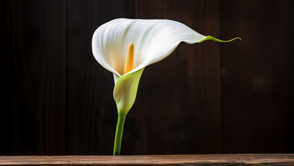 Obraz premium Calla Lily Flower on Wood Background with Copy Space