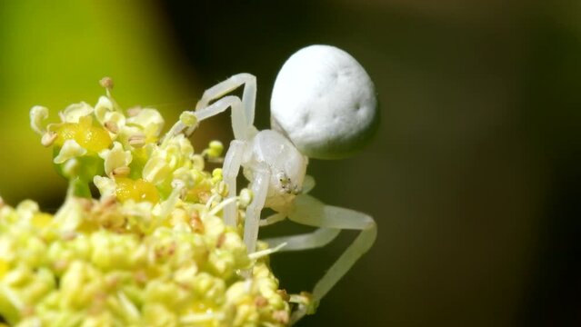 Flower Crab Spider (Misumena vatia) on a flower