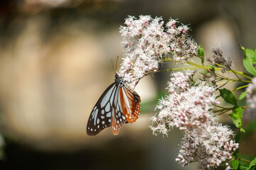 ジバカマとアサギマダラ
