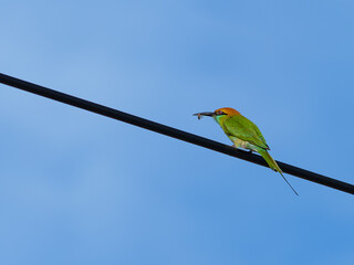 City life of birds, Bird Green Bee-Eater, it's perched on cables and carrying prey bait in the mouth, it is feeding on bees or food. Free space for text input. Isolated on light blue sky background.