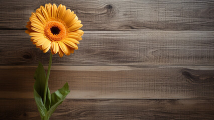 Gerbera Daisy Flower on Wood Background with Copy Space