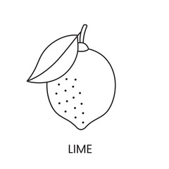 Lime line icon in vector, citrus fruit illustration