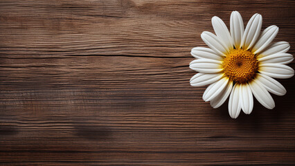 Obraz premium Daisy Flower on Wood Background with Copy Space