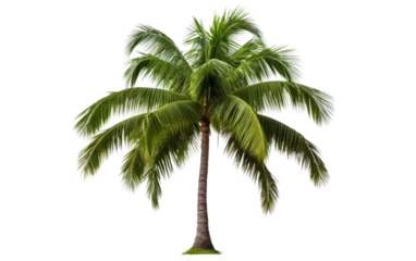 Tuinposter Amazing Green Coconut Tree Isolated on Transparent Background PNG. © Haider