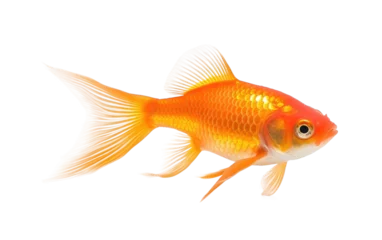 Fotobehang Yellow Beautiful Comet Goldfish Isolated on Transparent Background PNG. © Haider