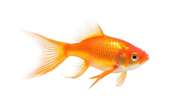 Yellow Beautiful Comet Goldfish Isolated on Transparent Background PNG.