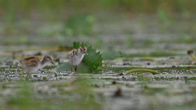 Chicks of Pheasant tailed Jacana Feeding in a rainy day on Floating Leaf