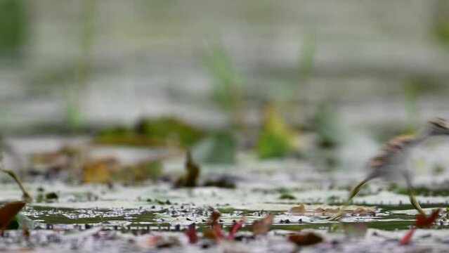 Chicks of Pheasant tailed Jacana Feeding in a rainy day on Floating Leaf