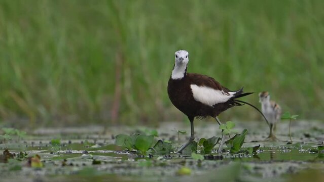Pheasant tailed Jacana with Chicks feeding in wetland area in a rainy day