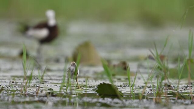 Chicks of Pheasant tailed Jacana Feeding in a rainy day on Floating Leaf