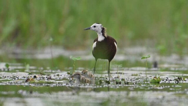 Pheasant tailed jacana giving danger call and chicks are hiding under floating leaf