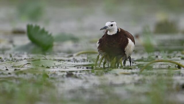 Pheasant tailed Jacana hiding chicks under her wings to Save them from Rain