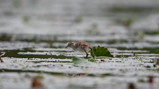 Chicks of Pheasant tailed Jacana Feeding in a rainy day on Floating Leaf