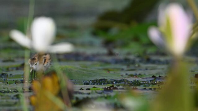 Chicks of Pheasant tailed Jacana Feeding in a rainy day on Floating Leaf