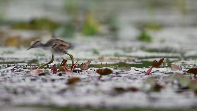Chicks of Pheasant tailed Jacana Feeding in a rainy day on Floating Leaf