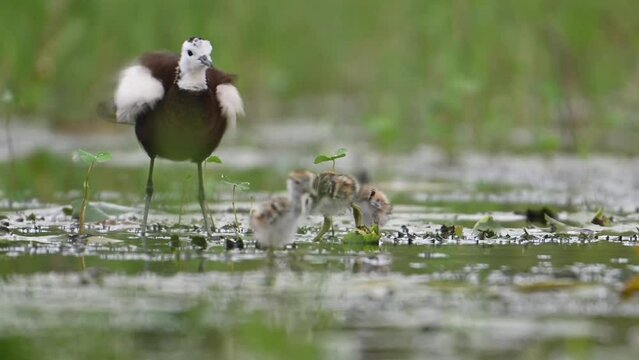 Pheasant tailed jacana and chicks feeding  in rainy day in wetland area