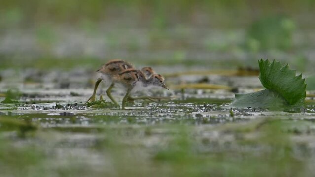 Chicks of Pheasant tailed Jacana Feeding in a rainy day on Floating Leaf