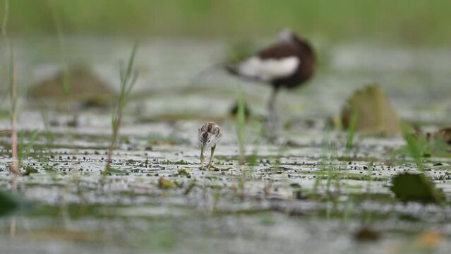 Chicks of Pheasant tailed Jacana Feeding in a rainy day on Floating Leaf