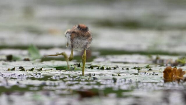Chicks of Pheasant tailed Jacana Feeding in a rainy day on Floating Leaf