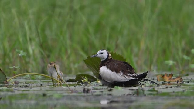 Pheasant tailed Jacana hiding chicks under her wings to Save them from Rain