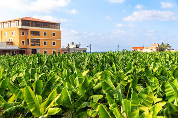 Residential building and banana plantation