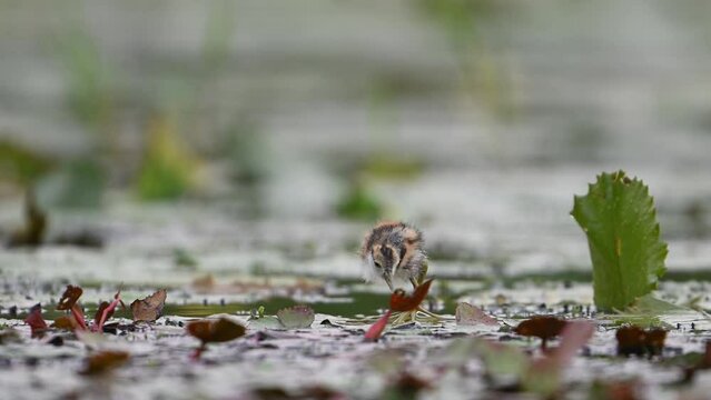 Chicks of Pheasant tailed Jacana Feeding in a rainy day on Floating Leaf