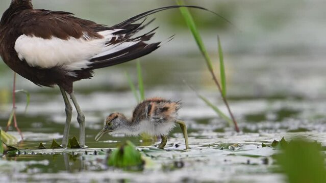 Pheasant tailed jacana and chick in rainy day in wetland area
