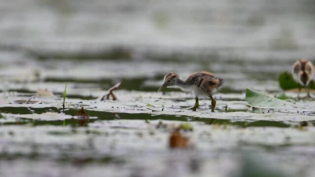 Chicks of Pheasant tailed Jacana Feeding in a rainy day on Floating Leaf