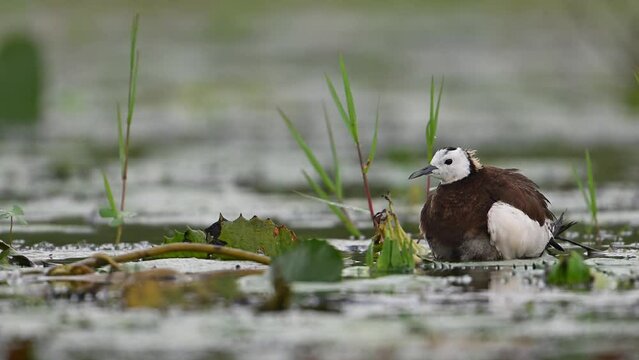 Pheasant tailed Jacana hiding chicks under her wings to Save them from Rain