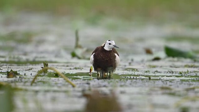 Pheasant tailed Jacana hiding chicks under her wings to Save them from Rain