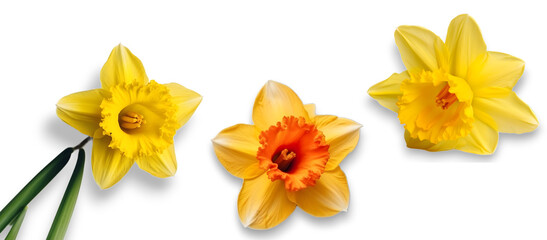 Bouquet of yellow daffodils on transparent background