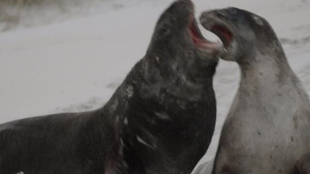 Aggressive New Zealand Sea Lions On The Sandy Shore Of Sandfly Bay In Dunedin, New Zealand. Close Up