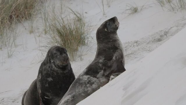 A Pair Of New Zealand Sea Lions Over Sand Dunes In The Shore Of Sandfly Bay In New Zealand. Close Up