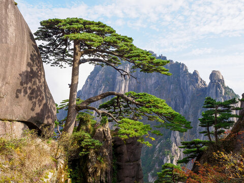 close-up of a guest-greeting pine at Huangshan Scenic Area in Anhui province, China