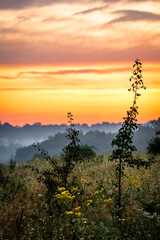 A Tranquil Morning View of a Field with Tall Grass and Flowers and a Thin Coniferous Tree against a Pink and Orange Sky.