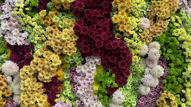 Blooming and captivating view of the field of colourful chrysanthemum flowers. Flat-lay travelling shot.