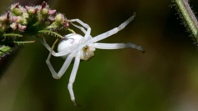 Flower Crab Spider (Misumena vatia) on a flower